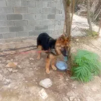 ژرمن ماده درشت زیر یک سال|سگ|لاهیجان, آهندان|دیوار