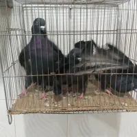 کبوتر به شرط بزن