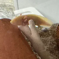 ماهی بی دندون|ماهی|شهریار, رضی آباد بالا|دیوار