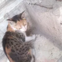 گربه خانگی