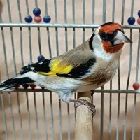 سهره سرسیاه وحش ورام عطیقه|پرنده|شیراز, تندگویان|دیوار