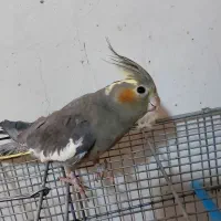 عروس هلندی .ماده بالغ|پرنده|رفسنجان, |دیوار