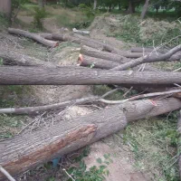 خرید انواع چوب درخت