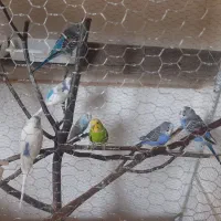 مرغ عشق|پرنده|قزوین, |دیوار