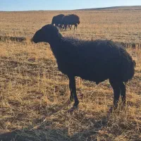 قوچ مشکی|حیوانات مزرعه|تیکمه داش, |دیوار