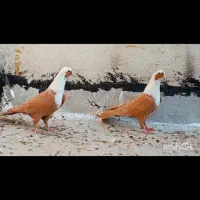 دو عدد ماده مخمل زرد عتیقه بدون عیب|پرنده|شیراز, ارم|دیوار