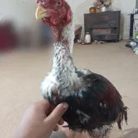 یخچال.  لاری|یخچال و فریزر|نیشابور, مازول|دیوار