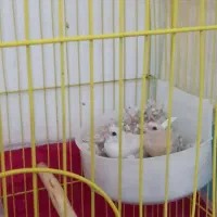 یک جفت فنچ بنگالی آماده