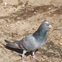 نر خرقه سیمونی