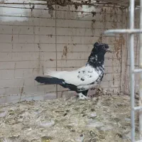 گرفتنی رنگی|پرنده|قم, نوبهار|دیوار