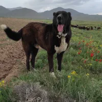 سگ سرابی