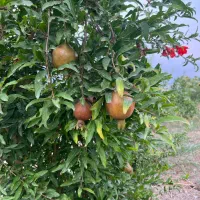 باغ-انار-700متر-کلاسنگیان-بهترین-ویویی-ممکن