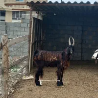 گوسفند بز بزغاله چاتمه|حیوانات مزرعه|سیمین شهر, |دیوار