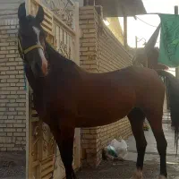 فروش اسب یک سر مدرک دار به علت احتایج مالی|اسب و تجهیزات اسب‌سواری|شوش, |دیوار