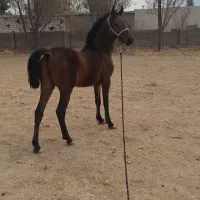 اسب کره نر ۲۳ ماهه