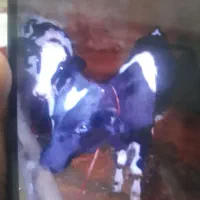 گاو|حیوانات مزرعه|انگوت, |دیوار