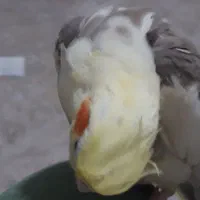 عروس هلندی ماده آرام دوستداشتنی  که اسمش آرام