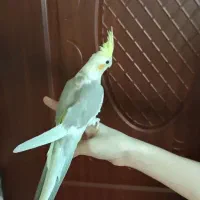 عروس هلندی ماده بالغ مست