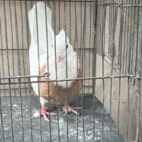 ماده طوقی زرد بدون خال غلط