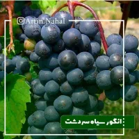 نهال انگور شناسنامه دار درجه یک|خدمات باغبانی و درختکاری|کاشان, فاز ۱ ناجی آباد|دیوار