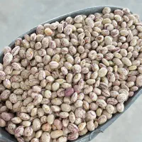 ارگانیک . هرچی بخوای از غاز تاپیاز|خوردنی و آشامیدنی|رشت, احمد گوراب|دیوار