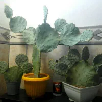 کاکتوس اپونتیا بزرگ