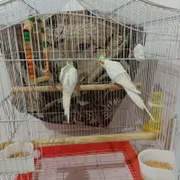 جفت عروس هلندی بالوازم وقفس|پرنده|رامسر, |دیوار