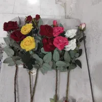 گل رز و درحد نو