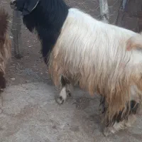 گوسفند|حیوانات مزرعه|کرمانشاه, |دیوار