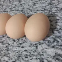 تخم مرغ نطفه دار