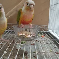 جفت گرینچیک نر و ماده|پرنده|مشهد, کوی المهدی|دیوار