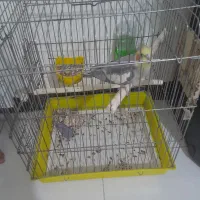 عروس هلندی سخن گو|پرنده|ماهدشت, |دیوار