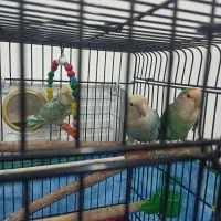 سه عدد طوطی برزیلی بالغ مولد|پرنده|کرمانشاه, |دیوار