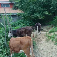 سه راس گوساله سیمینتال