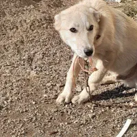 فروش سگ سراب نر