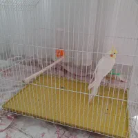 عروس هلندی