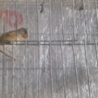 سهره قناری|پرنده|اردبیل, |دیوار