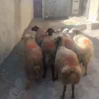 گوسفند زنده