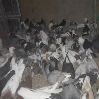 ۱۰۰ عدد کفتر  از همه رنگی  فروش فوری دونی ۱۵۰ به|پرنده|مرودشت, نقش رستم|دیوار