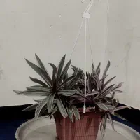 حراج انواع گل