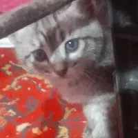 بچه گربه رایگان