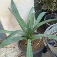 فروش گل حسن یوسف محلی|گل و گیاه طبیعی|برازجان, |دیوار