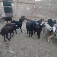 بره وبزغاله یجایی۲۵ تا|حیوانات مزرعه|قم, قلعه صدری|دیوار