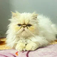 گربه|گربه|شیراز, معالی‌آباد|دیوار