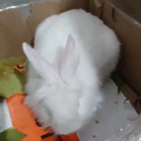 خرگوش|موش و خرگوش|چورزق, |دیوار