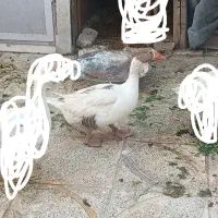 غاز ماده با تخم