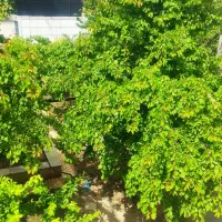 باغ-ویلای-دوبلکس-داخل-بافت