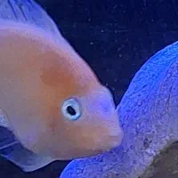 معاوضه یا فروش ماهی گوشتخوار (پرت و کت فیش)|ماهی|رشت, خمیران زاهدان|دیوار