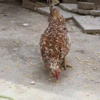 یک جفت مرغ و خروس گلین لری اصل