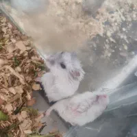 همستر کمپل جفت مولد|موش و خرگوش|سهند, |دیوار